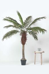 Homescapes Phoenix Palm Tree in Pot, 160 cm Tall in Green - thumbnail 6