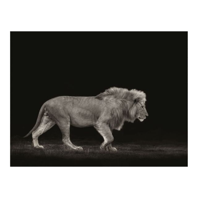 Mario Moreno Majestic Paper Poster in Black - image 1