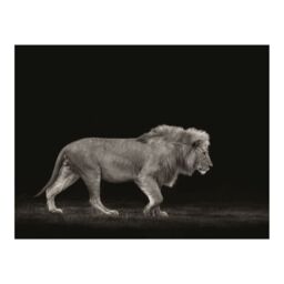 Mario Moreno Majestic Paper Poster in Black - thumbnail 1