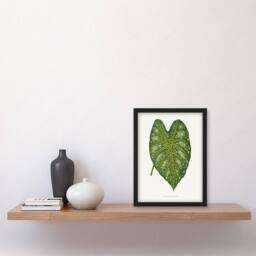 Artery8 AF Lydon Benjamin Fawcett Caladium Mirabile Leaf Framed Wall Art Print in White - Size: A4 - thumbnail 4