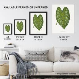 Artery8 AF Lydon Benjamin Fawcett Caladium Mirabile Leaf Framed Wall Art Print in White - Size: A4 - thumbnail 3