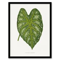 Artery8 AF Lydon Benjamin Fawcett Caladium Mirabile Leaf Framed Wall Art Print in White - Size: A4 - thumbnail 1