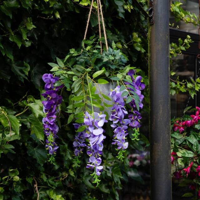 Scottish Everlastings Ltd Outdoor Hanging Wisteria & Ivy in Purple - image 1