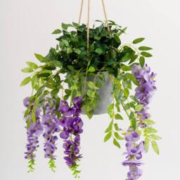 Scottish Everlastings Ltd Outdoor Hanging Wisteria & Ivy in Purple - thumbnail 2