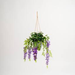 Scottish Everlastings Ltd Outdoor Hanging Wisteria & Ivy in Purple - thumbnail 3