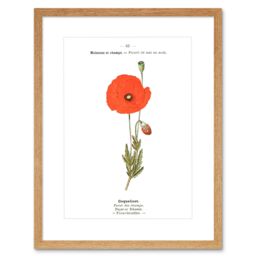 "Artery8 Wall Art Print Flower Poppy Coquelicot Papaver Rhoeas Art Framed 9x7 inch in Beige - Size: W7"" x H9""" - thumbnail 1