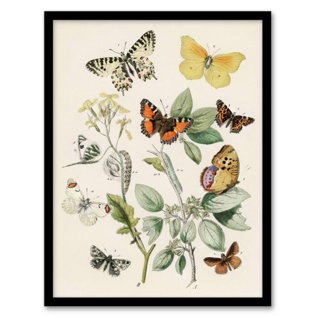 Artery8 Butterflies Moths Caterpillars Kirby Vintage Framed Wall Art Print in White - Size: A4 - image 1