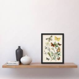 Artery8 Butterflies Moths Caterpillars Kirby Vintage Framed Wall Art Print in White - Size: A4 - thumbnail 4