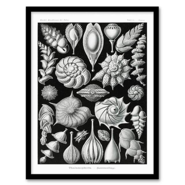 Artery8 Ernst Haeckel Framed Wall Art Print Thalamophora Forams Shells in Black - Size: A4 - image 1