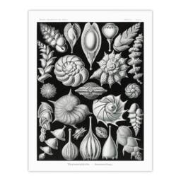 Artery8 Ernst Haeckel Framed Wall Art Print Thalamophora Forams Shells in Black - Size: A4 - thumbnail 3