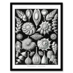 Artery8 Ernst Haeckel Framed Wall Art Print Thalamophora Forams Shells in Black - Size: A4 - thumbnail 1