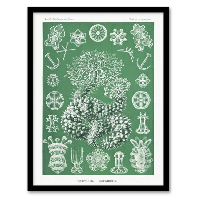 "Artery8 Ocean Sea Cucumber Beach Haeckel Botanical Framed Wall Art Print in Green - Size: W12"" x H16""" - image 1