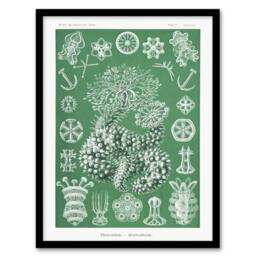 "Artery8 Ocean Sea Cucumber Beach Haeckel Botanical Framed Wall Art Print in Green - Size: W12"" x H16""" - thumbnail 1