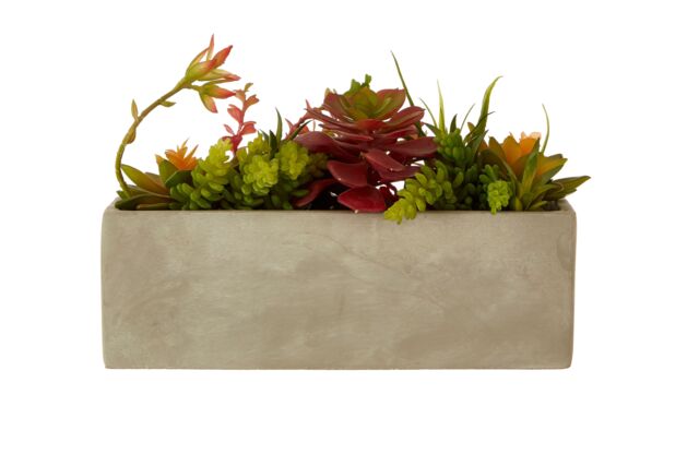 Orsina Fiori Mixed Succulents with Cement Pot in Grey - image 1