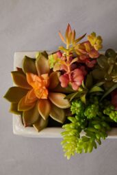 Orsina Fiori Mixed Succulents with Cement Pot in Grey - thumbnail 3