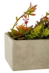 Orsina Fiori Mixed Succulents with Cement Pot in Grey - thumbnail 4