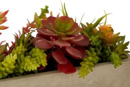Orsina Fiori Mixed Succulents with Cement Pot in Grey - thumbnail 5