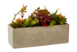 Orsina Fiori Mixed Succulents with Cement Pot in Grey - thumbnail 2