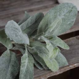 Lemon Pavilion Furniture and Decor Lambs Ear Spray Artificial Plant - Plastic - L16 x W16 x H35cm - Green - thumbnail 3