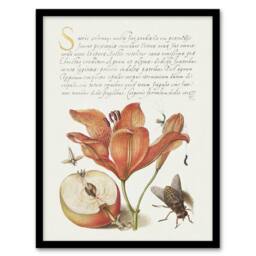 Artery8 Insects Orange Lily & Apple Calligraphy Framed Wall Art Print in White - Size: A4 - thumbnail 1