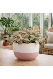 KDMD Hortus Pink & White Stoneware Pot 12cm H x 17cm Dia - thumbnail 4