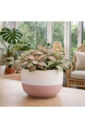 KDMD Hortus Pink & White Stoneware Pot 12cm H x 17cm Dia - thumbnail 5