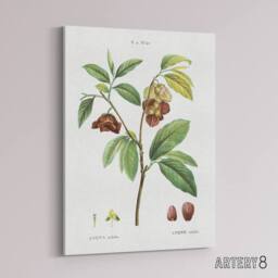 "Artery8 Papaw Tree Botanical Redoute Vintage Canvas Wall Art in White - Size: W18"" x H24""" - thumbnail 2