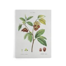 "Artery8 Papaw Tree Botanical Redoute Vintage Canvas Wall Art in White - Size: W18"" x H24""" - thumbnail 1