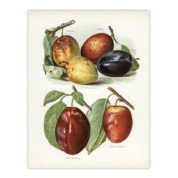 "Artery8 Plum Varieties Vintage illustration Wright Wall Art Poster Print in White - Size: W18"" x H24""" - thumbnail 1
