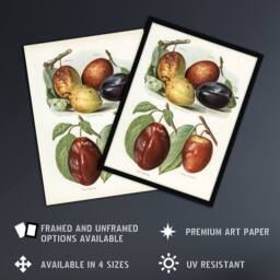 "Artery8 Plum Varieties Vintage illustration Wright Wall Art Poster Print in White - Size: W18"" x H24""" - thumbnail 2