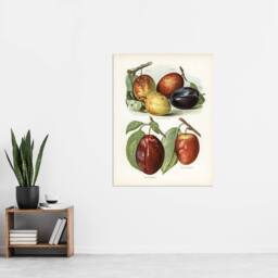 "Artery8 Plum Varieties Vintage illustration Wright Wall Art Poster Print in White - Size: W18"" x H24""" - thumbnail 4