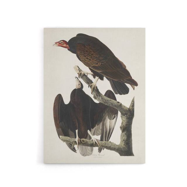 "Artery8 Turkey Buzzard Vulture Audubon Nature Canvas Wall Art in White - Size: W18"" x H24""" - image 1