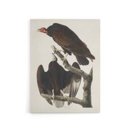 "Artery8 Turkey Buzzard Vulture Audubon Nature Canvas Wall Art in White - Size: W18"" x H24""" - thumbnail 1