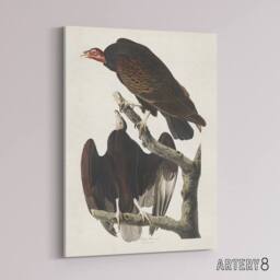 "Artery8 Turkey Buzzard Vulture Audubon Nature Canvas Wall Art in White - Size: W18"" x H24""" - thumbnail 2