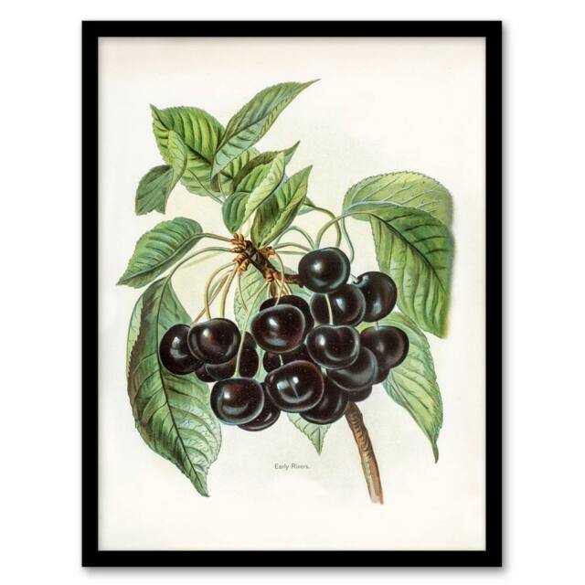 Artery8 John Wright Framed Wall Art Vintage Illustration of Early Rivers Cherries in White - Size: A4 - image 1