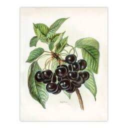 Artery8 John Wright Framed Wall Art Vintage Illustration of Early Rivers Cherries in White - Size: A4 - thumbnail 3