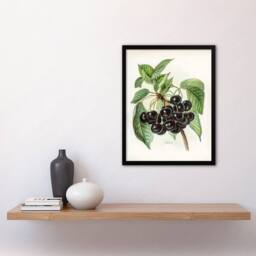 Artery8 John Wright Framed Wall Art Vintage Illustration of Early Rivers Cherries in White - Size: A4 - thumbnail 2