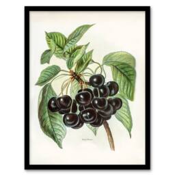 Artery8 John Wright Framed Wall Art Vintage Illustration of Early Rivers Cherries in White - Size: A4 - thumbnail 1