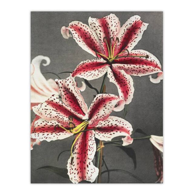 "Artery8 Pink Spotted Lily Flower Blooms Vintage Wall Art Print Kazumasa - Size: W24"" x H32""" - image 1