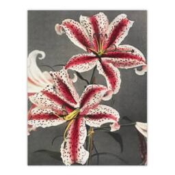 "Artery8 Pink Spotted Lily Flower Blooms Vintage Wall Art Print Kazumasa - Size: W24"" x H32""" - thumbnail 1