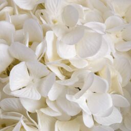 Love Lace Oversized White Hydrangea Artificial Flower - thumbnail 5