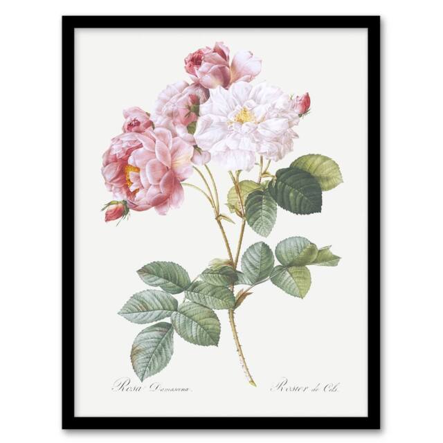 Artery8 Pink Rosebush Flowers Redoute Vintage Framed Wall Art Print in White - Size: A4 - image 1