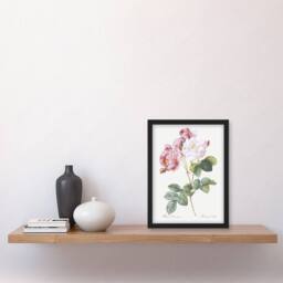 Artery8 Pink Rosebush Flowers Redoute Vintage Framed Wall Art Print in White - Size: A4 - thumbnail 4