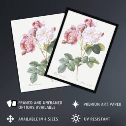 Artery8 Pink Rosebush Flowers Redoute Vintage Framed Wall Art Print in White - Size: A4 - thumbnail 2
