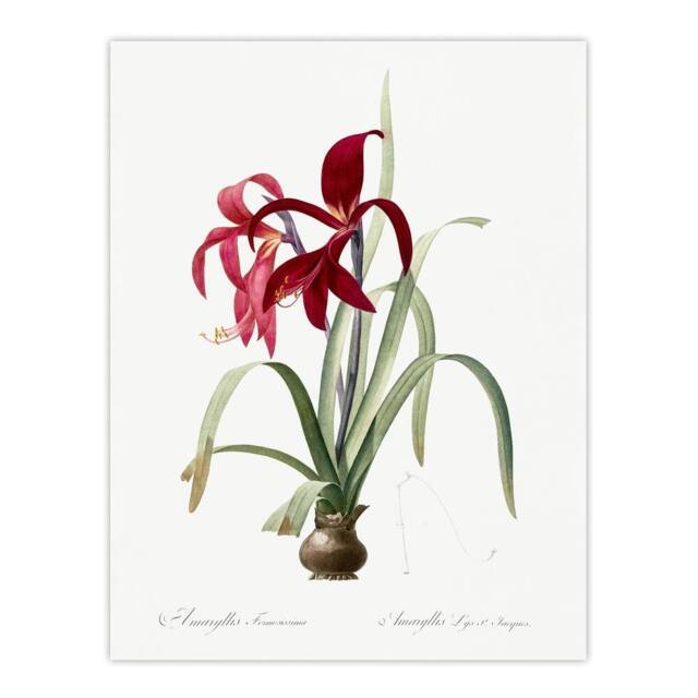 "Artery8 Aztec Lily Botanical Redoute Vintage Wall Art Print Poster in White - Size: W18"" x H24""" - image 1