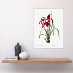 "Artery8 Aztec Lily Botanical Redoute Vintage Wall Art Print Poster in White - Size: W18"" x H24""" - thumbnail 4