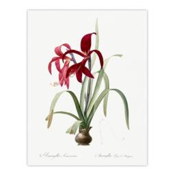 "Artery8 Aztec Lily Botanical Redoute Vintage Wall Art Print Poster in White - Size: W18"" x H24""" - thumbnail 1
