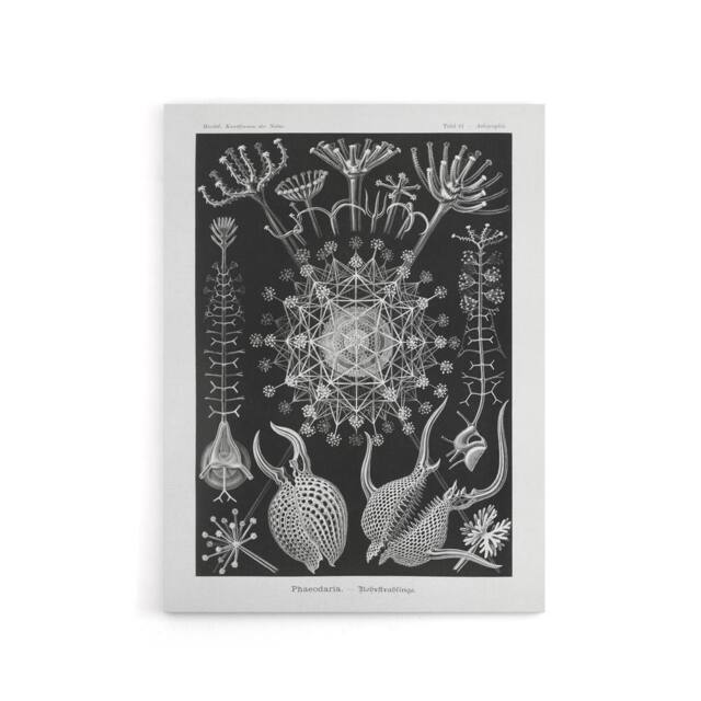 "Artery8 Phaeodaria Marine Life Haeckel Botanical Canvas Wall Art in Black - Size: W18"" x H24""" - image 1