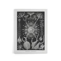 "Artery8 Phaeodaria Marine Life Haeckel Botanical Canvas Wall Art in Black - Size: W18"" x H24""" - thumbnail 1