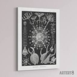 "Artery8 Phaeodaria Marine Life Haeckel Botanical Canvas Wall Art in Black - Size: W18"" x H24""" - thumbnail 2